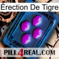 Érection De Tigre 04